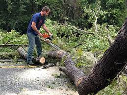 Best Tree Removal  in Hillsboro, TX