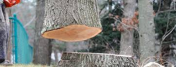 Trusted Hillsboro, TX Tree Services Experts