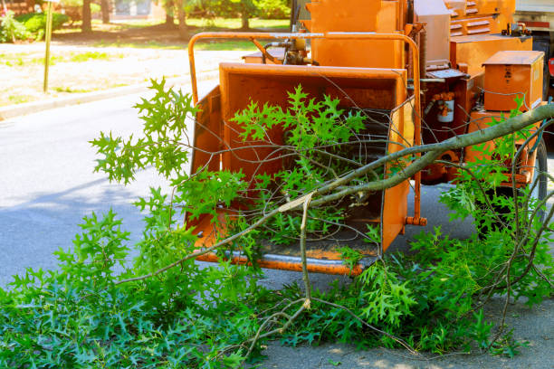 Professional Tree Services in Hillsboro, TX