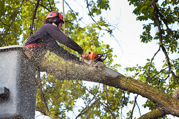 Best Tree Preservation Services  in Hillsboro, TX