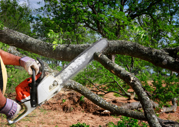 How Our Tree Care Process Works  in  Hillsboro, TX