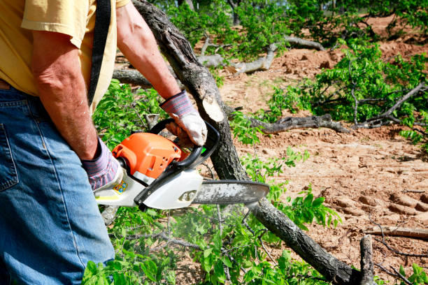 Best Tree Mulching  in Hillsboro, TX